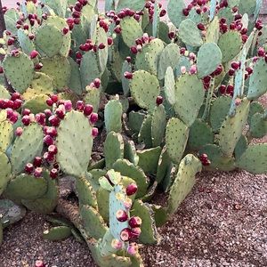 Prickly Pear Cactus Seeds